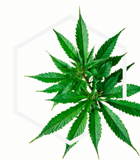 STH Biotech ingredient visual — Cannabis F