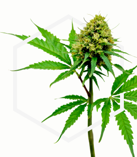 STH Biotech ingredient visual — Inawave Biotech Hemp